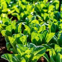 rows-of-lush-green-lettuce-growing-in-garden-